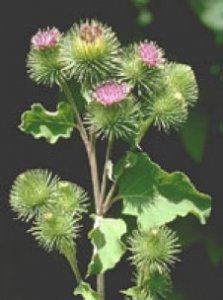 ARCTIUM LAPPA radice (Bardana) sfusa