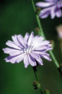 Chicory - amore egoista e possessivo