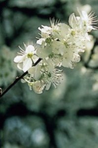 Cherry Plum - paura di impazzire, di perdere il controllo