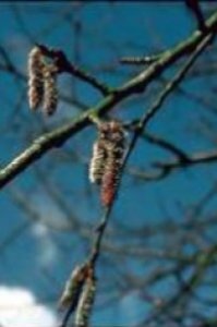 Aspen - paura di qualcosa di ignoto, priva di oggetto