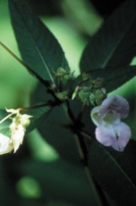 Impatiens - impazienza