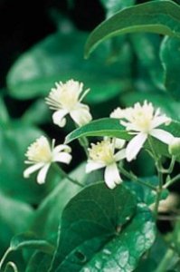 Clematis - sogni ad occhi aperti e progetti per il futuro senza agire nel presente