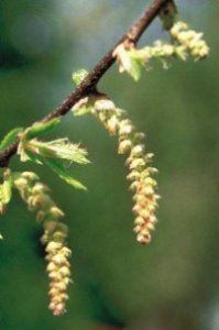 Hornbeam - tendenza a rimandare gli impegni, stanchezza al solo pensiero di fare qualcosa