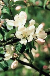 Crab Apple - il rimedio che depura; disgusto di sé e del proprio corpo