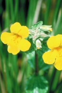 Mimulus - paure concrete, con un oggetto preciso