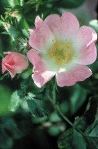 Wild Rose - indifferenza, rassegnazione, apatia