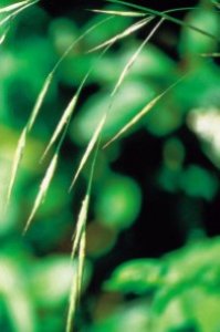 Wild Oat - incertezza sulla propria vocazione, sulla strada da intraprendere nella vita