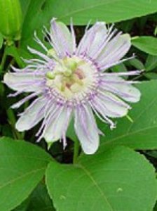 Herboplanet Passiflora Incarnata TSA