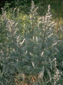 Herboplanet Artemisia absinthium TSA