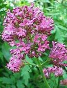 Herboplanet Valeriana Officinalis TSA