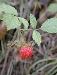 Herboplanet Rubus Idaeus