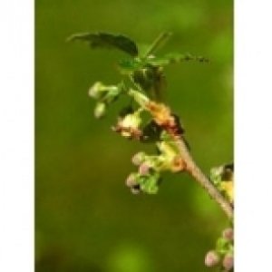 Ribes Nigrum MSA della Herboplanet 100ml