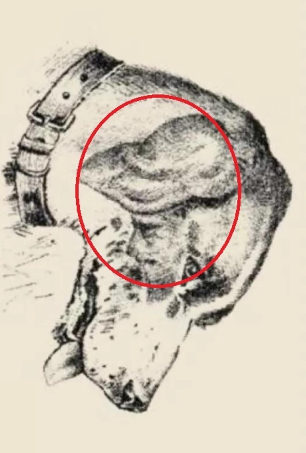 Το ανθρώπινο πρόσωπο βρισκόταν στο αυτί του σκύλου / σχεδιασμένο από το safalta.com